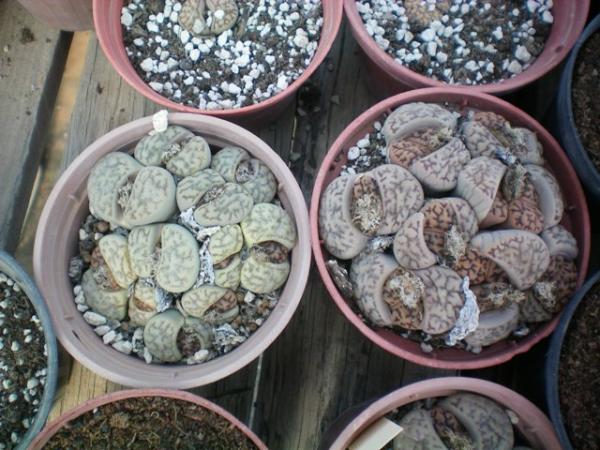 Name:  100_0027.jpg
Views: 2071
Size:  57.2 KB