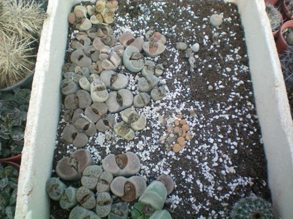Name:  100_0047.jpg
Views: 2043
Size:  64.3 KB
