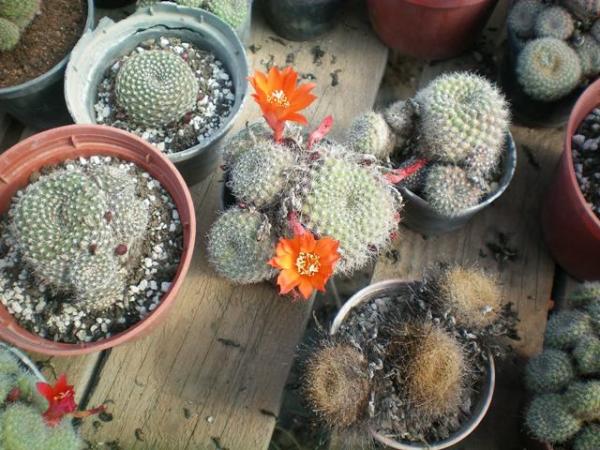Name:  100_0044.jpg
Views: 2352
Size:  58.2 KB