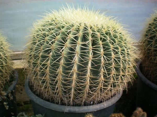 Name:  100_0067.jpg
Views: 1983
Size:  56.4 KB