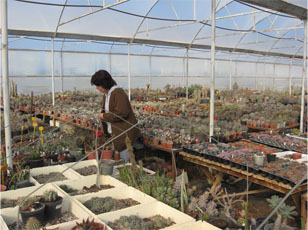 Name:  sera 3.jpg
Views: 2068
Size:  56.1 KB
