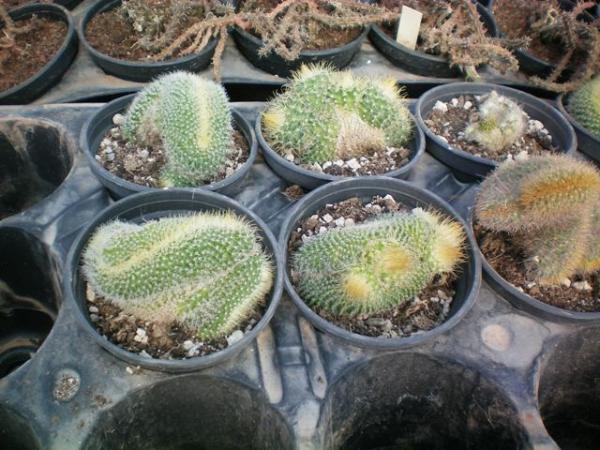 Name:  100_0053.jpg
Views: 1888
Size:  57.6 KB