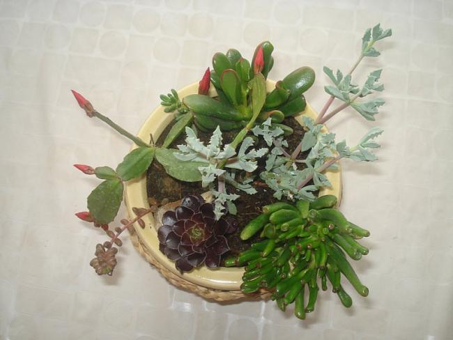Name:  DSC00276.jpg
Views: 1275
Size:  38.8 KB