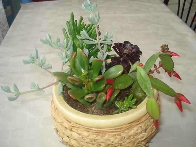 Name:  DSC00258.jpg
Views: 1295
Size:  44.5 KB
