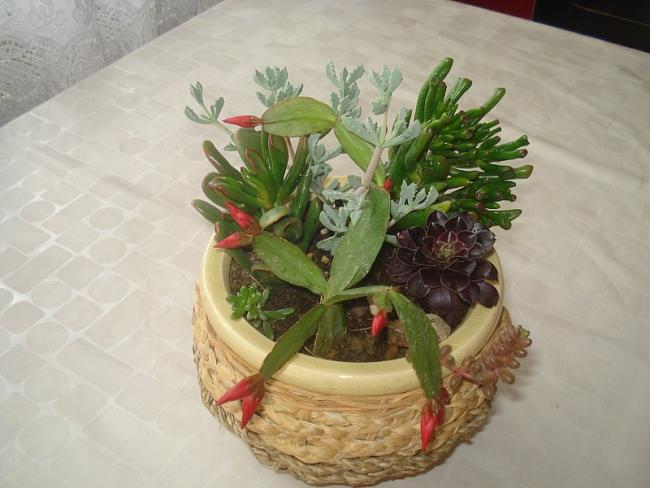 Name:  DSC00279.jpg
Views: 1531
Size:  41.5 KB