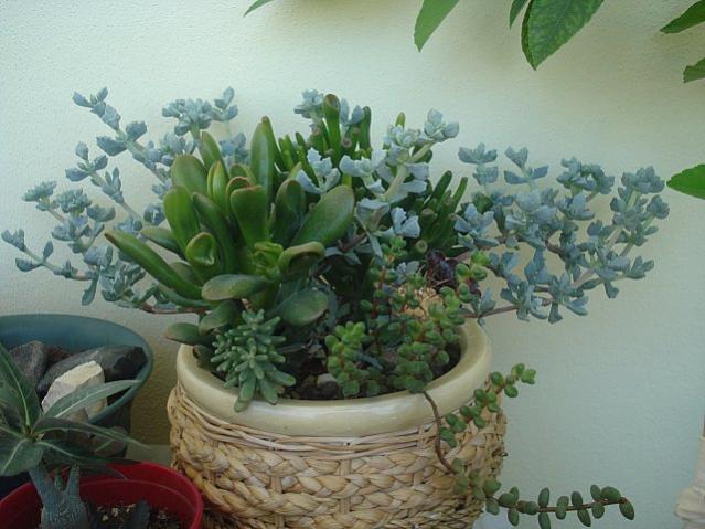 Name:  DSC03061.jpg
Views: 1447
Size:  48.8 KB