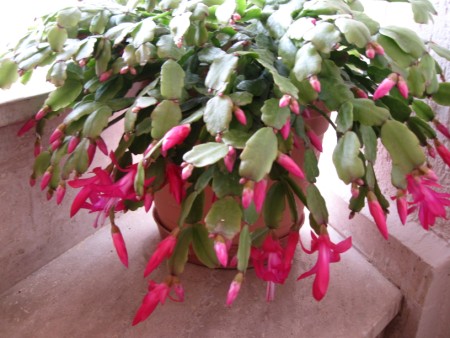 Name:  Resim 002 (450 x 338).jpg
Views: 11284
Size:  61.0 KB