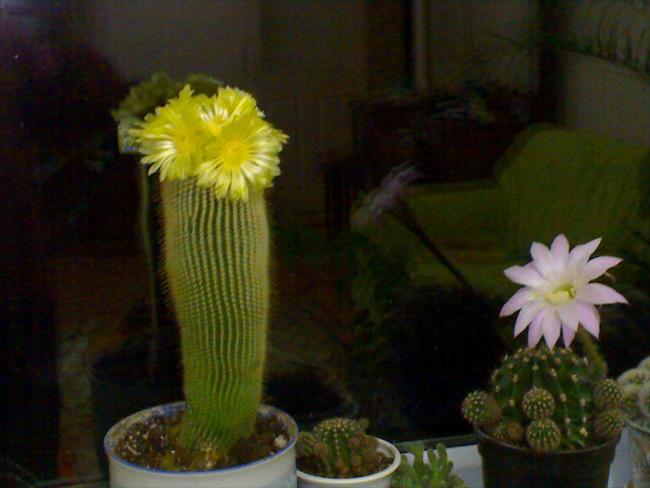 Name:  DSC00036.jpg
Views: 6676
Size:  35.7 KB