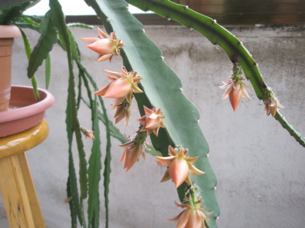 Name:  P4010463 (600 x 450).jpg
Views: 2803
Size:  59.2 KB