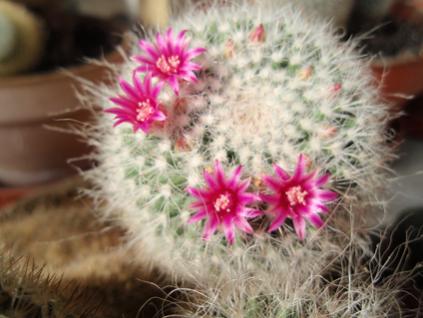 Name:  mammilaria1.jpg
Views: 2174
Size:  24.5 KB