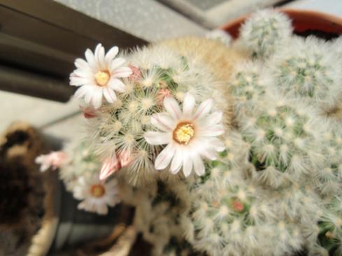 Name:  mammilaria2.jpg
Views: 2091
Size:  25.7 KB