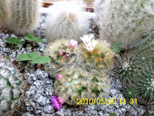 Name:  kaktus.jpg
Views: 2746
Size:  51.2 KB