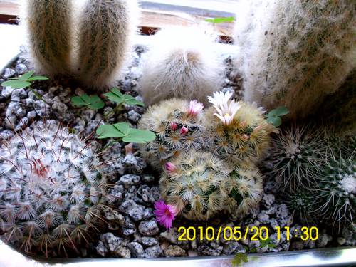 Name:  kaktus2.jpg
Views: 2786
Size:  46.8 KB
