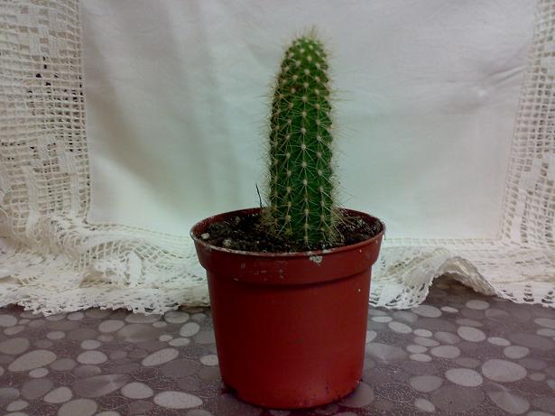 Name:  05082010118.jpg
Views: 3650
Size:  60.1 KB