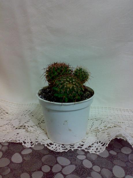 Name:  05082010119.jpg
Views: 3608
Size:  58.1 KB