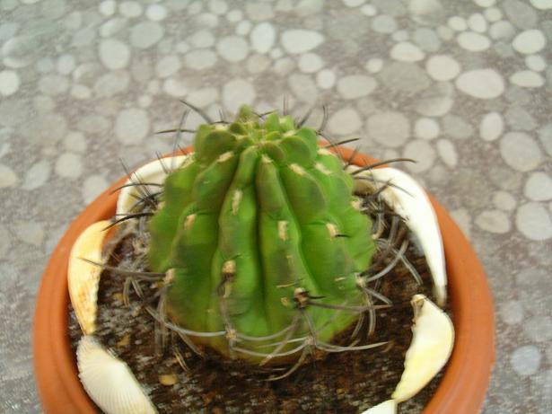 Name:  HPIM0030.JPG
Views: 3603
Size:  53.3 KB
