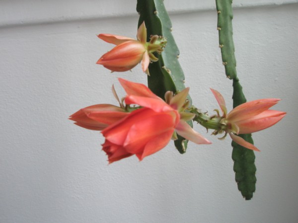 Name:  P1010069 (600 x 450).jpg
Views: 2423
Size:  44.6 KB