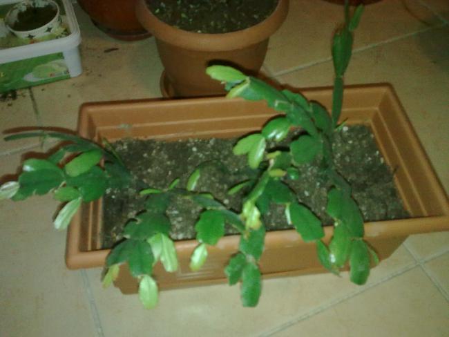 Name:  Grnt0011.jpg
Views: 3025
Size:  34.8 KB