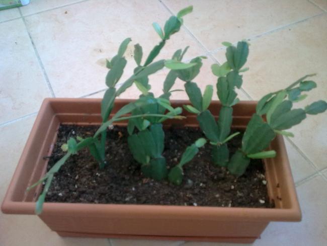 Name:  Grnt0021.jpg
Views: 5957
Size:  33.7 KB