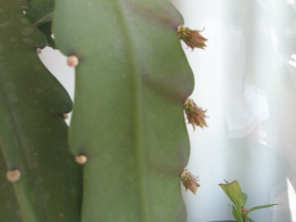 Name:  P3250098 (600 x 450).jpg
Views: 2970
Size:  31.3 KB