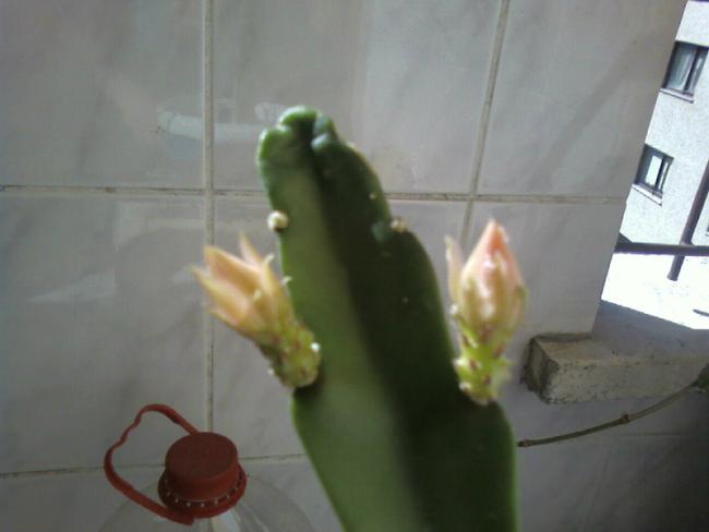 Name:  Fotoraf-0029s.jpg
Views: 1560
Size:  23.4 KB