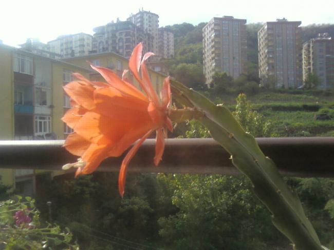 Name:  Fotoraf-0035.jpg
Views: 1529
Size:  35.6 KB
