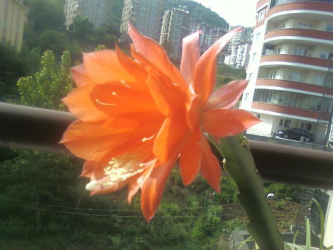 Name:  Fotoraf-0034.jpg
Views: 1569
Size:  40.8 KB