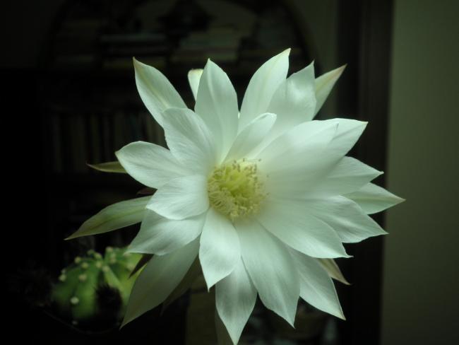 Name:  P7010044.jpg
Views: 16420
Size:  23.3 KB