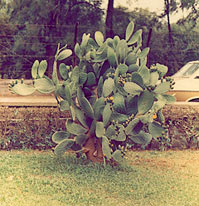 Name:  OPUNTIA%20VULGARIS%20(KAYNANA%20DILI).jpg
Views: 13430
Size:  19.1 KB