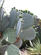 Name:  Diken%20yaprak-053_jpg_jpg.jpg
Views: 12710
Size:  16.7 KB