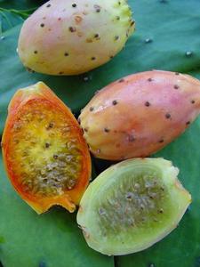 Name:  opuntia.jpg
Views: 15258
Size:  12.4 KB