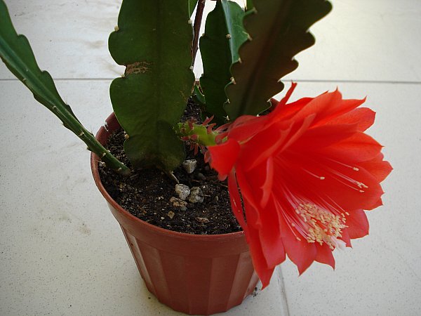 Name:  DSC07169.jpg
Views: 4430
Size:  51.8 KB