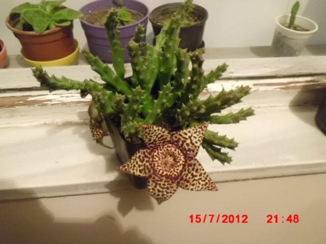 Name:  CIMG2374 (Kopyala).jpg
Views: 17797
Size:  37.9 KB