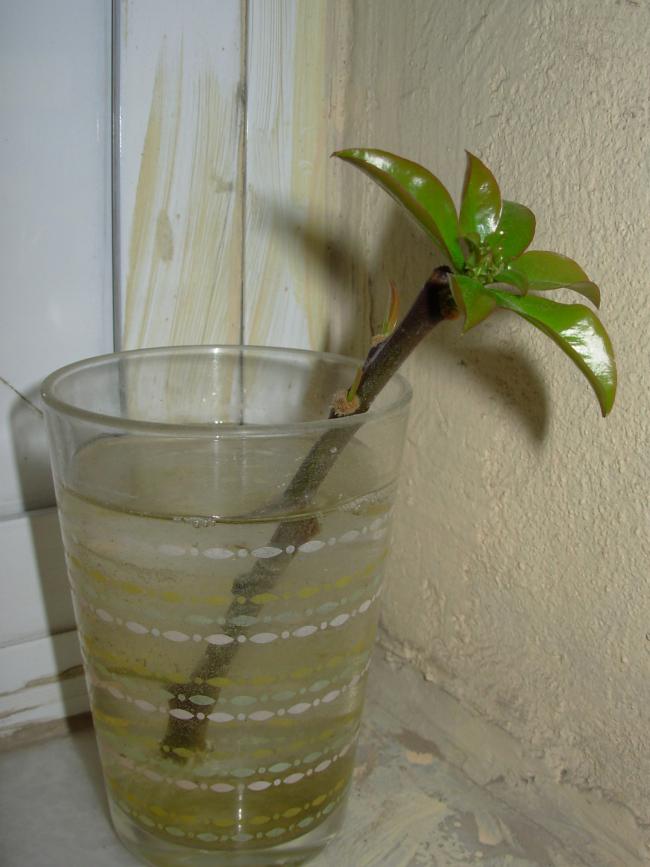 Name:  DSCN2895.jpg
Views: 941
Size:  57.5 KB