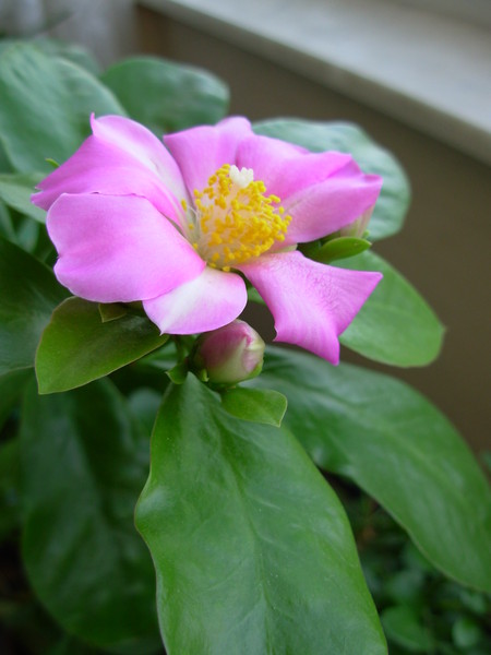 Name:  per.3.JPG
Views: 793
Size:  51.4 KB
