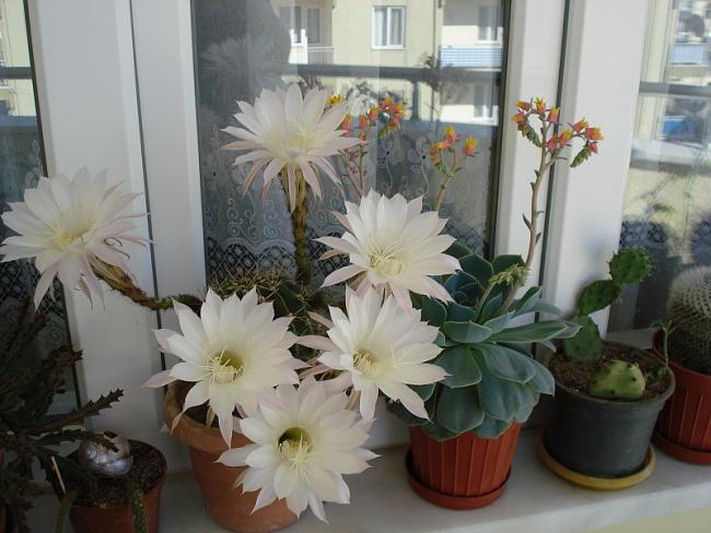 Name:  New_DSC06992.jpg
Views: 18713
Size:  47.2 KB