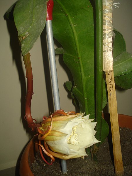 Name:  DSC07719.jpg
Views: 735
Size:  52.4 KB