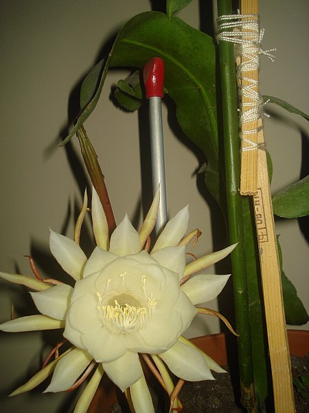 Name:  DSC07799.jpg
Views: 719
Size:  51.0 KB