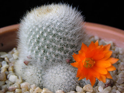 Name:  Rebutia muscula(1).JPG
Views: 5489
Size:  45.6 KB