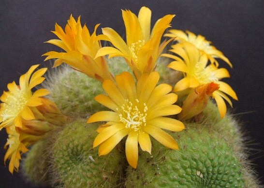 Name:  Rebutia%20Marsoneri.jpg
Views: 5475
Size:  54.2 KB