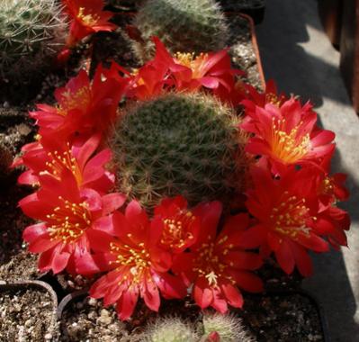 Name:  rebutia.jpg
Views: 4833
Size:  32.0 KB