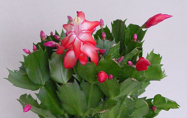 Name:  schlumbergera turuncata.jpg
Views: 20561
Size:  60.3 KB