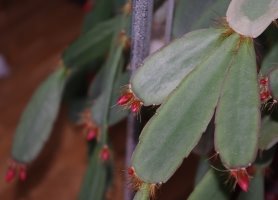 Name:  Rhipsalidopsis 1.jpg
Views: 6922
Size:  9.6 KB