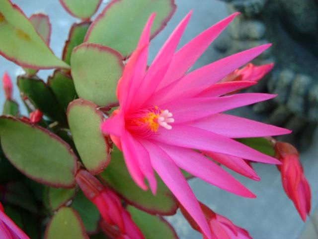 Name:  Rhipsalidopsis_Gaertneri.jpg
Views: 7622
Size:  32.6 KB