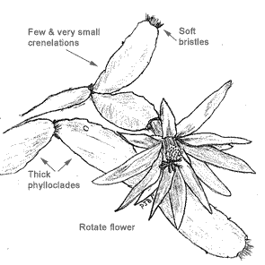 Name:  rhipsalidopsis ema.gif
Views: 7104
Size:  8.2 KB