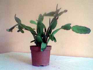Name:  Image(375).jpg
Views: 43904
Size:  5.8 KB