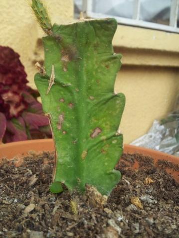 Name:  20121209_111327.jpg
Views: 4015
Size:  29.5 KB
