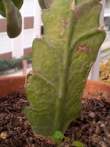Name:  20121209_100457.jpg
Views: 4053
Size:  66.4 KB