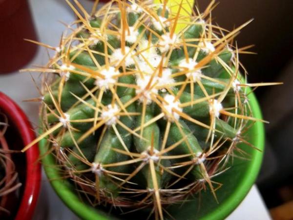 Name:  Acanthocalycium.jpg
Views: 251639
Size:  54.2 KB