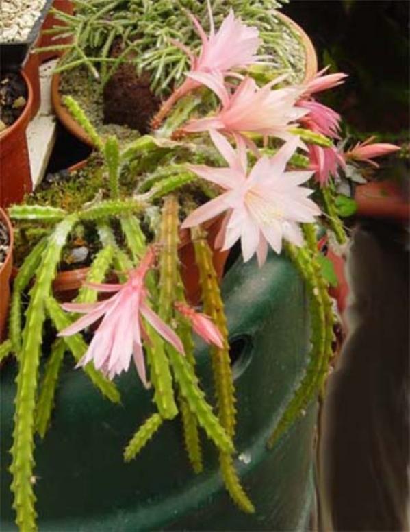 Name:  aporophyllum (600 x 777).jpg
Views: 250730
Size:  62.3 KB